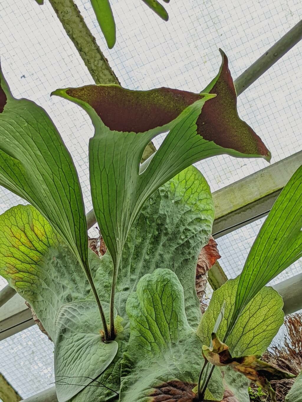 Platycerium stemaria fruit