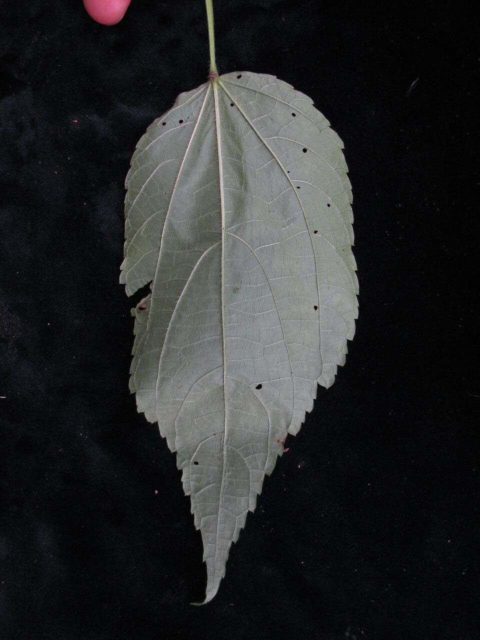 Triumfetta annua other