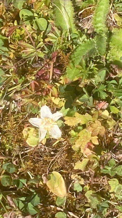 Parnassia glauca flower