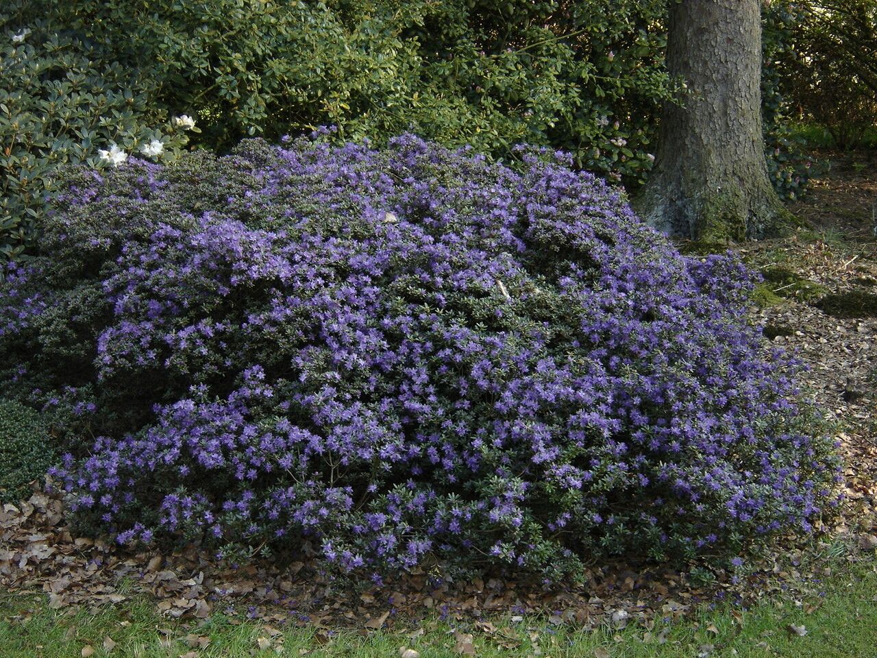 Rhododendron polycladum habit