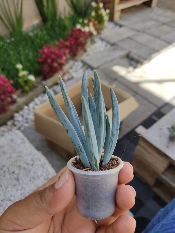 Dudleya densiflora leaf