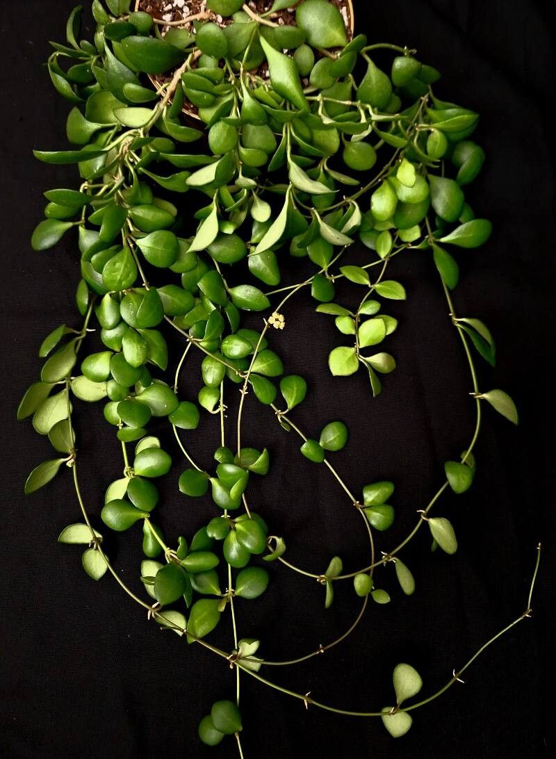 Hoya heuschkeliana habit