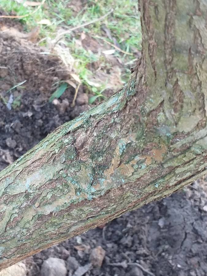 Salix × pendulina bark