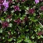 Thymus praecox