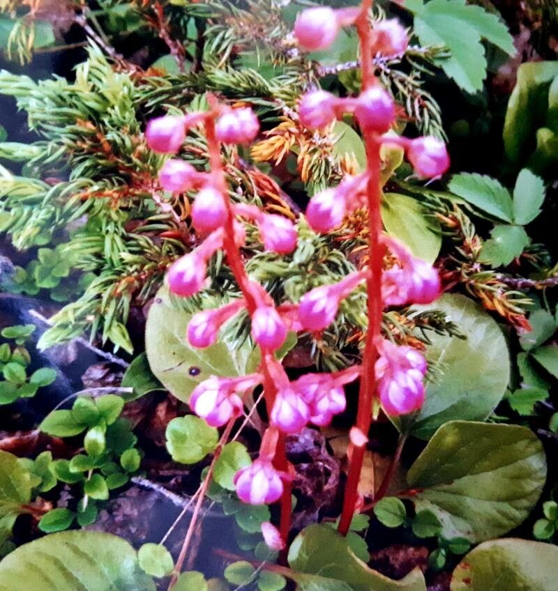 Pyrola asarifolia flower