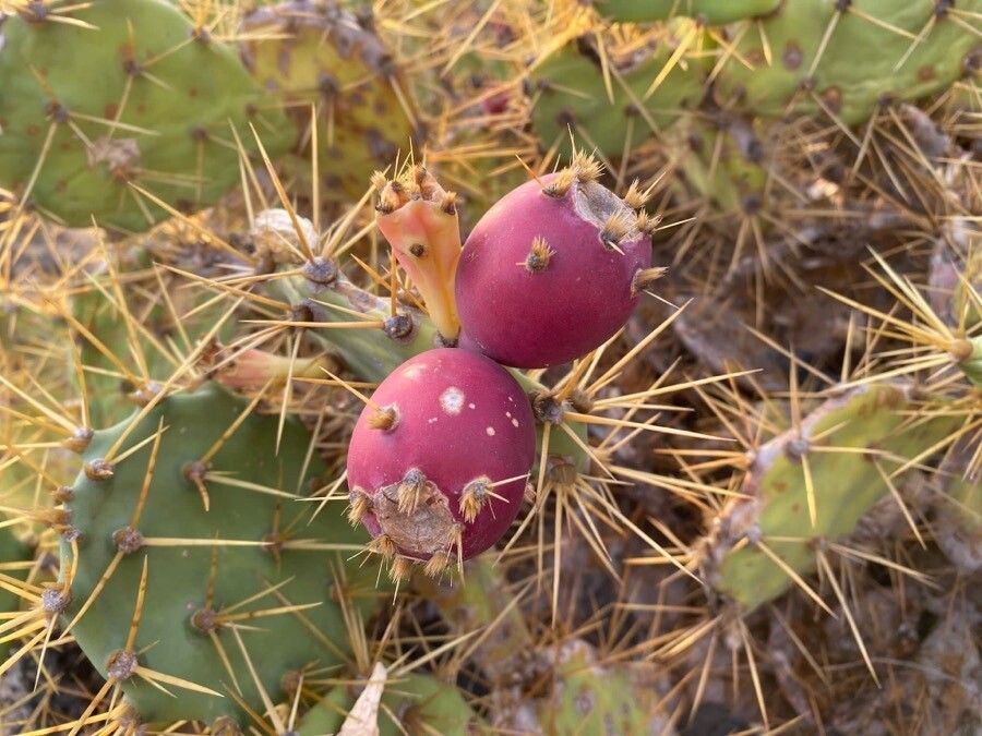 Opuntia dillenii flower