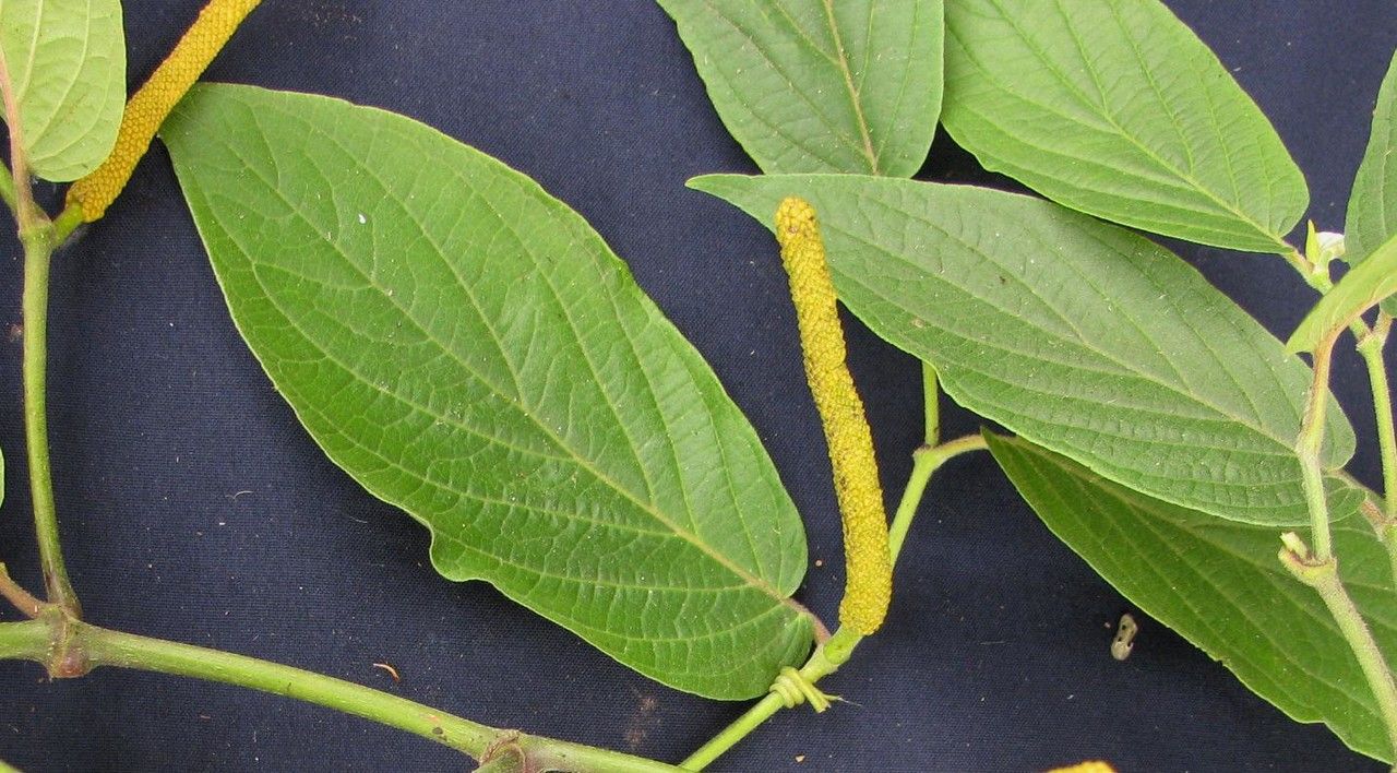 Piper pseudofuligineum other