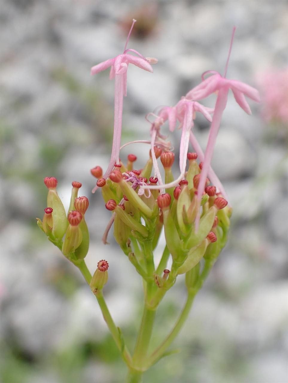 Centranthus angustifolius fruit