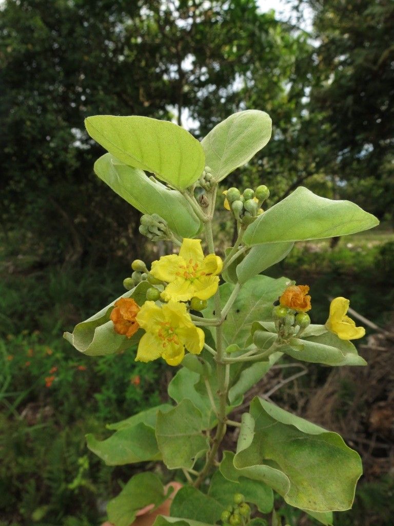 Stigmaphyllon patricianum-firmenichianum flower