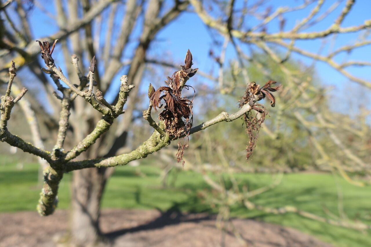 Fraxinus platypoda flower