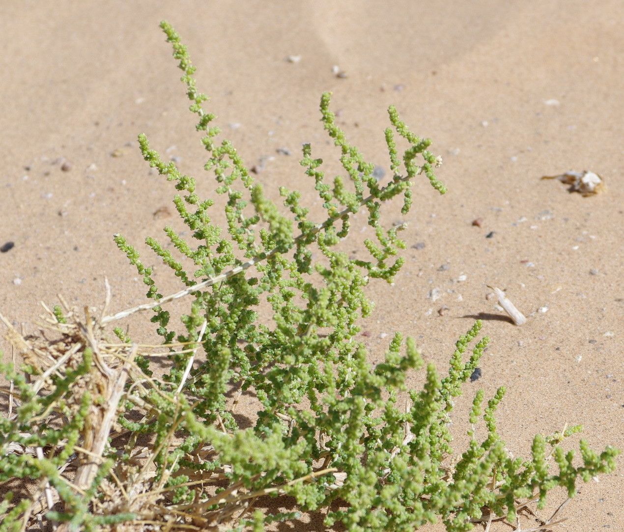 Salsola imbricata habit