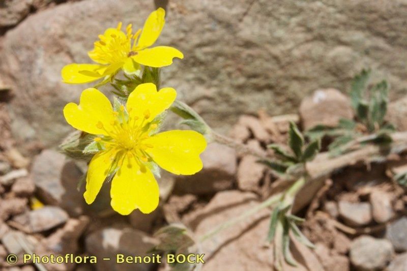 Potentilla maura — houseplant care guide