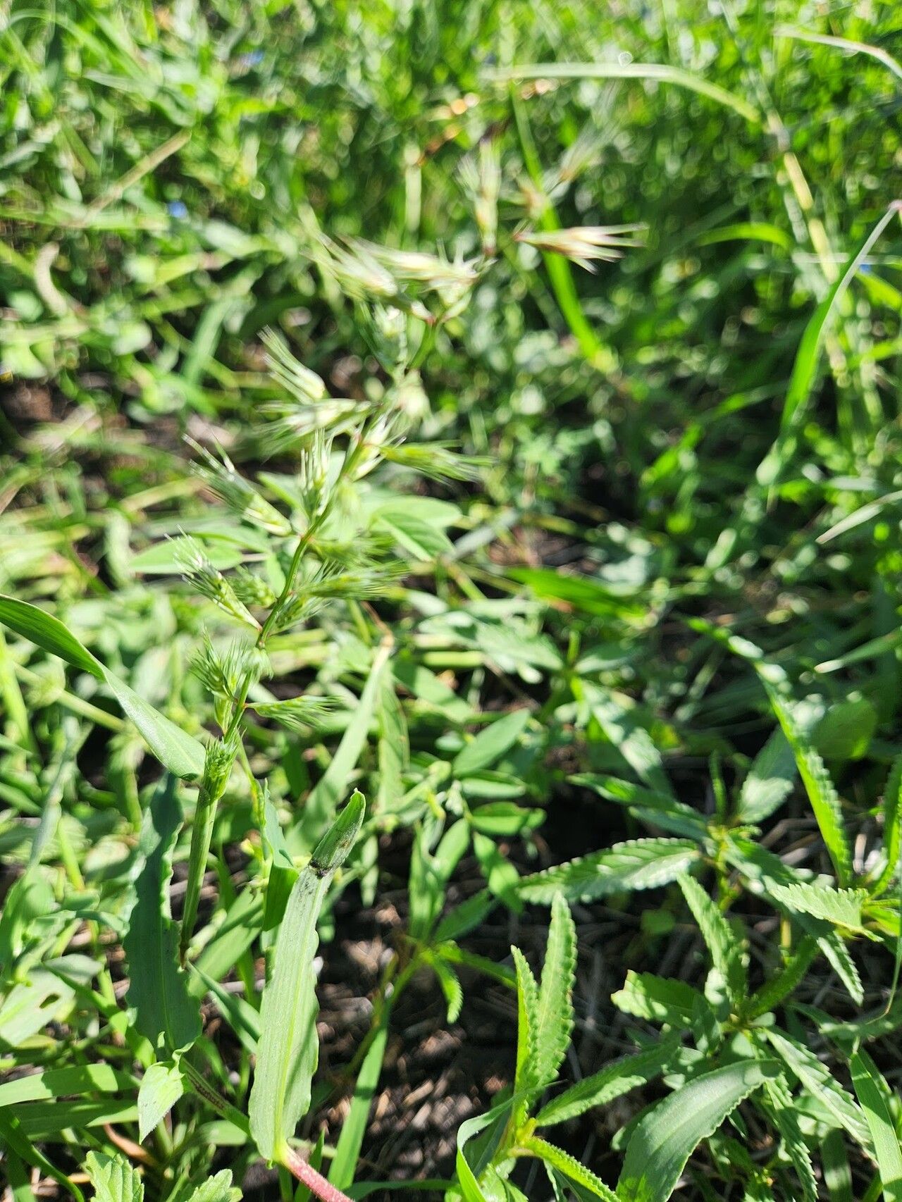 Dinebra retroflexa leaf