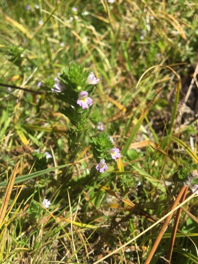 Euphrasia pectinata flower