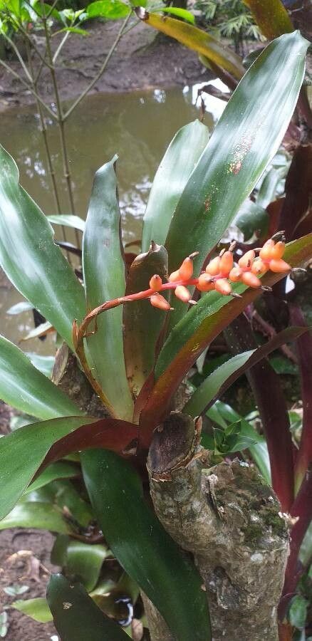 Aechmea fulgens flower