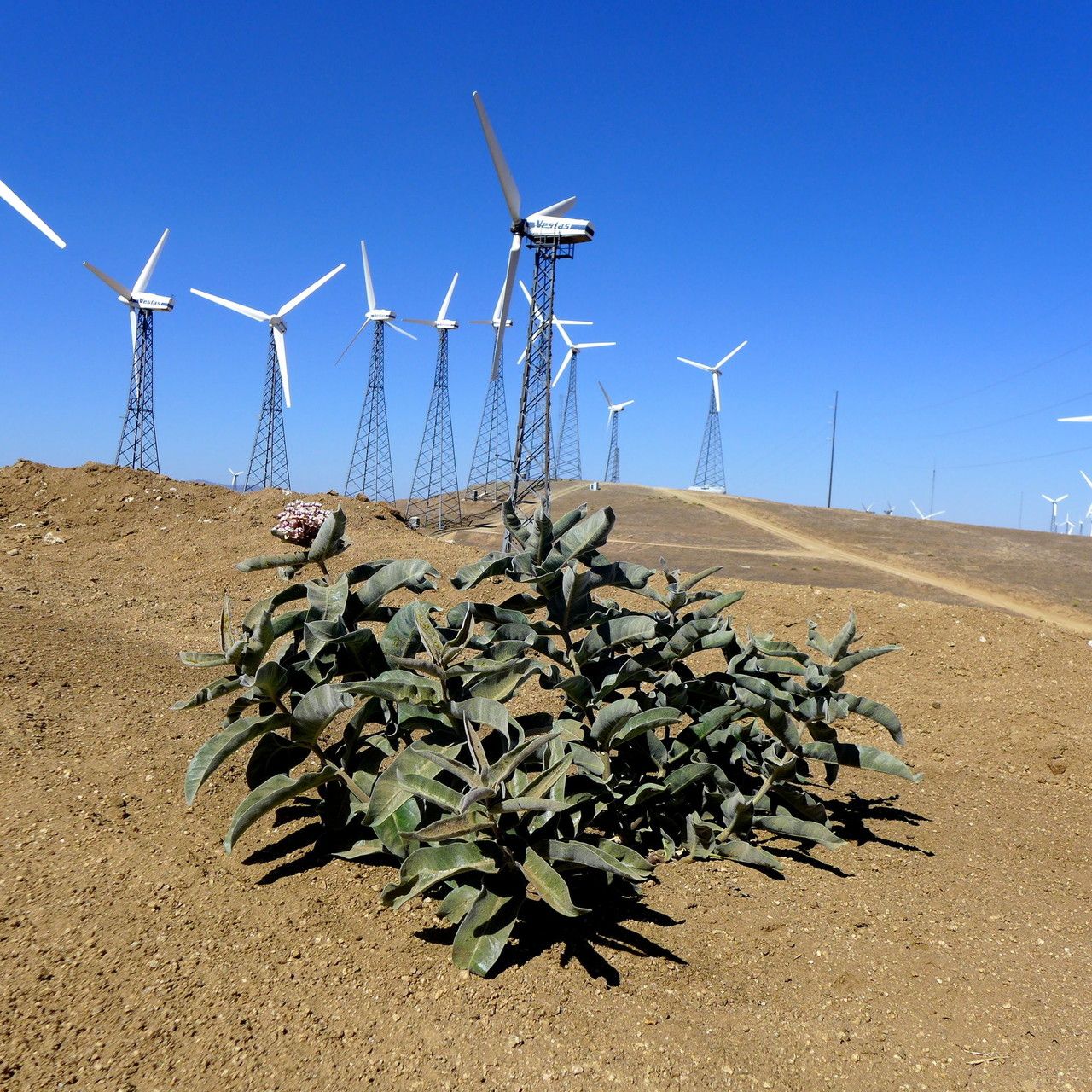 Asclepias eriocarpa habit