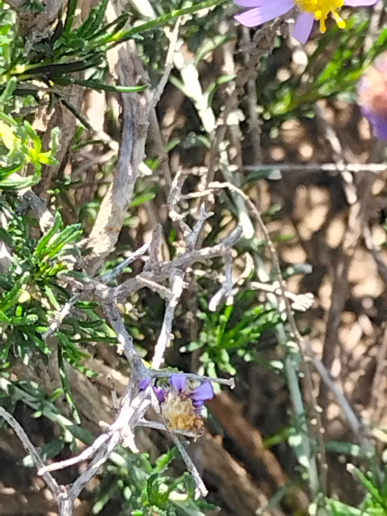 Felicia muricata bark