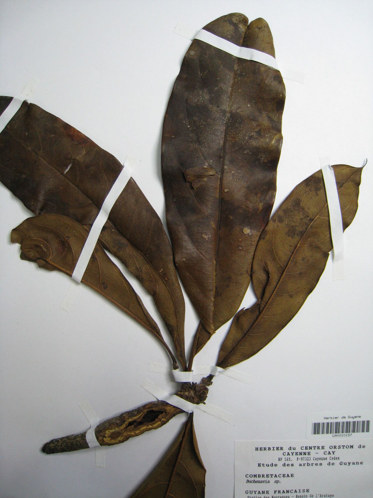 Terminalia aubletii — houseplant care guide