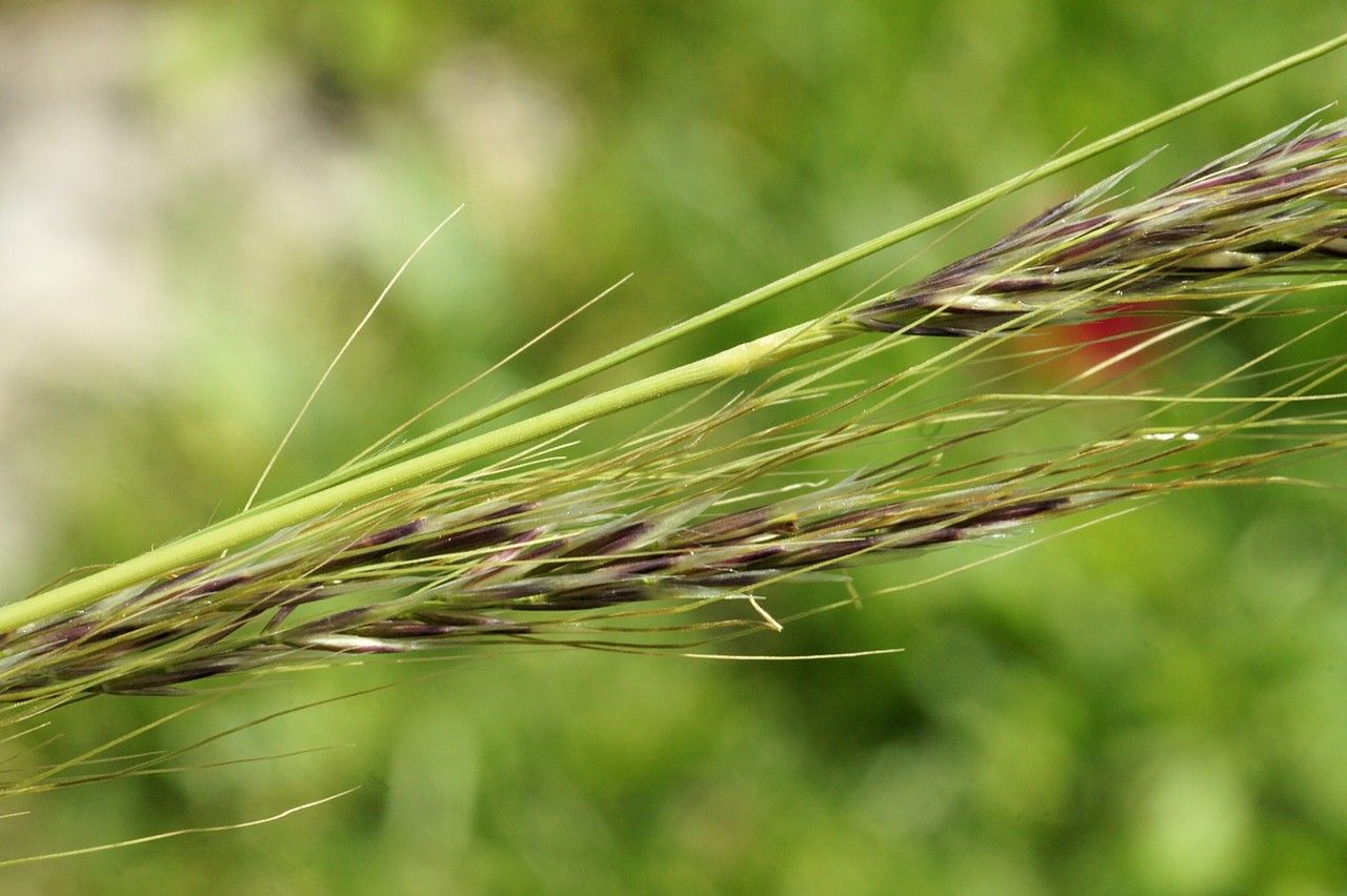 Amelichloa ambigua fruit