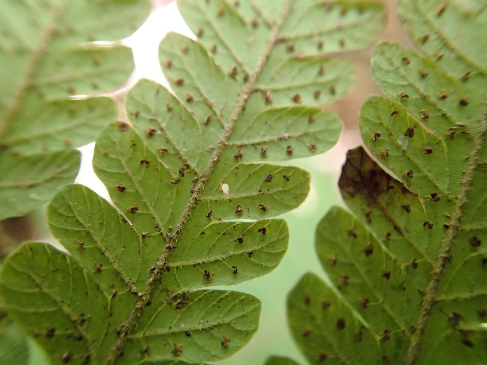 Thelypteris heterocarpos leaf