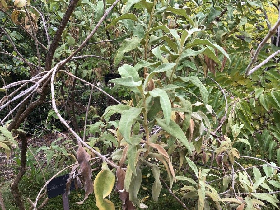 Buddleja salviifolia — search result for 'Buddleja'