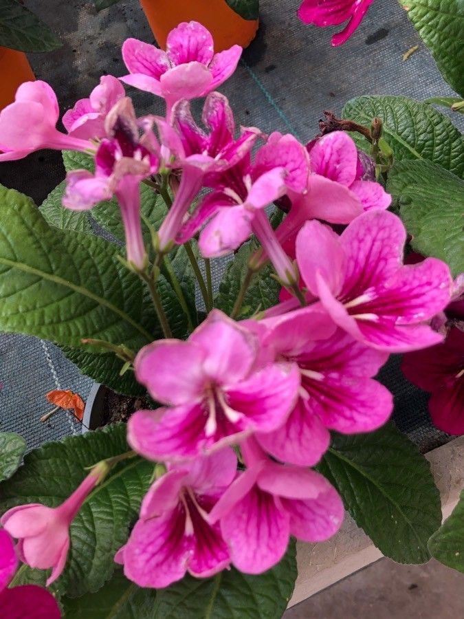 Streptocarpus albus flower