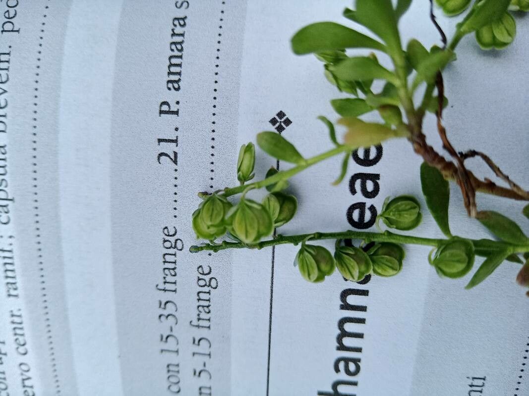 Polygala amarella fruit