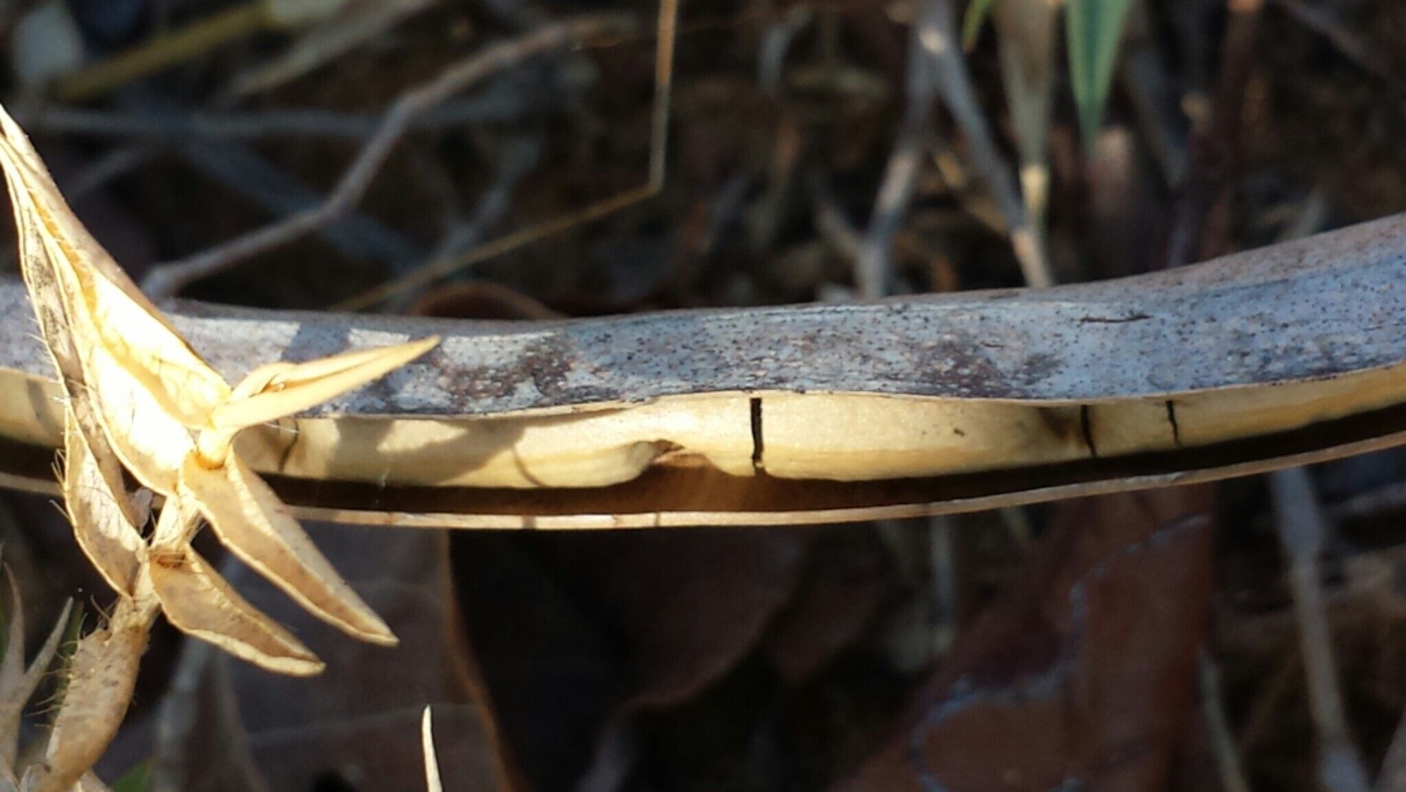 Stereospermum randrianaivoi bark