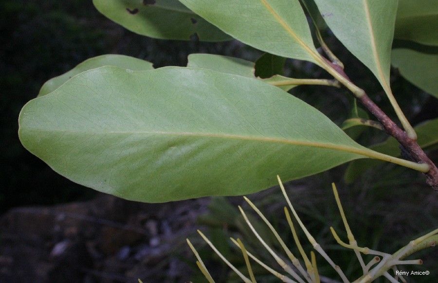 Virotia neurophylla — search result for 'Macadamia'