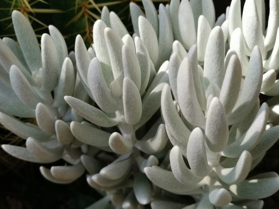 Senecio haworthii leaf