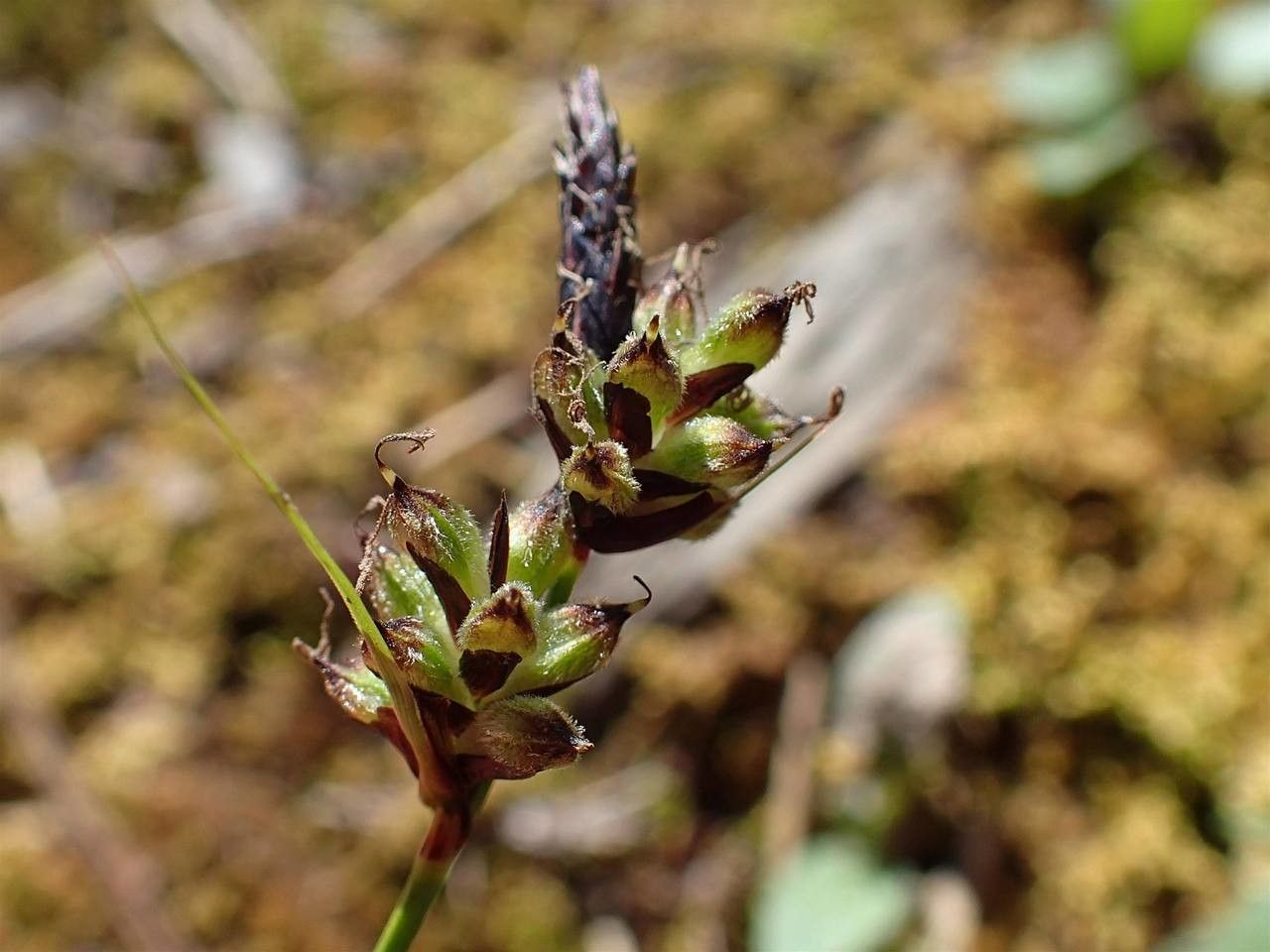 Carex pilulifera fruit