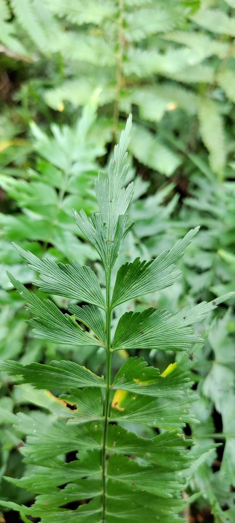 Asplenium megalura leaf