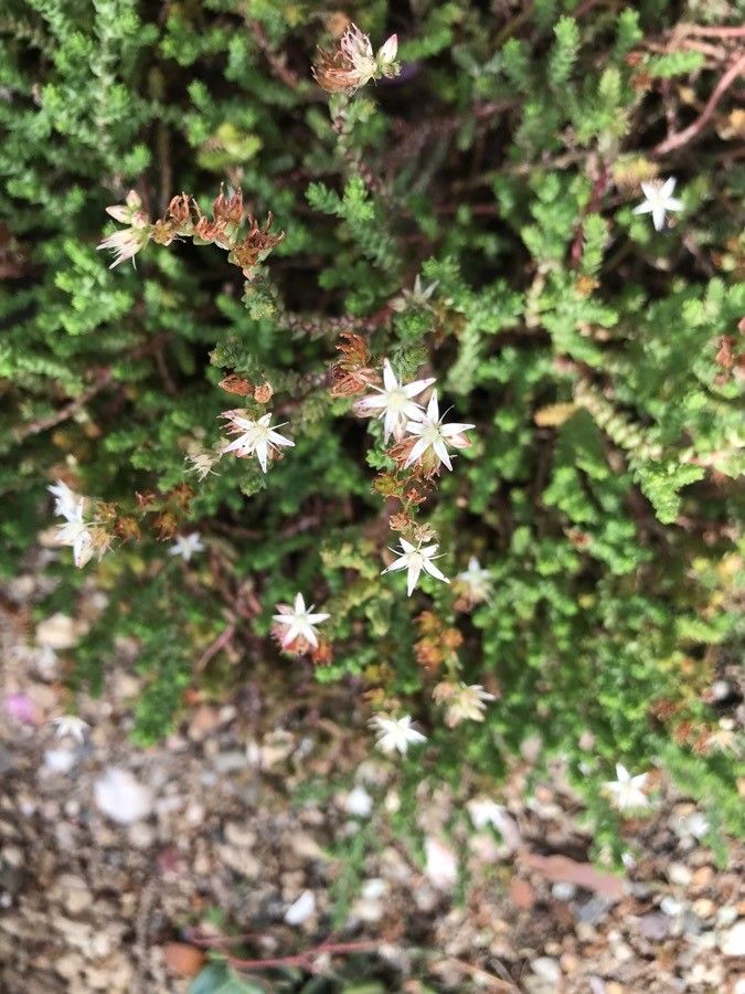 Sedum griseum flower