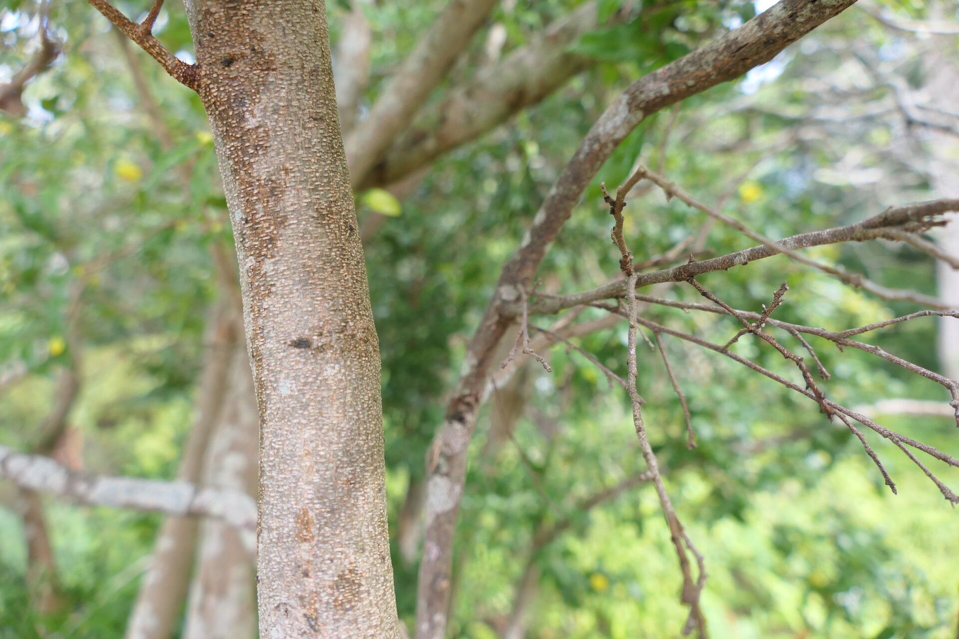 Ochna gamostigmata bark