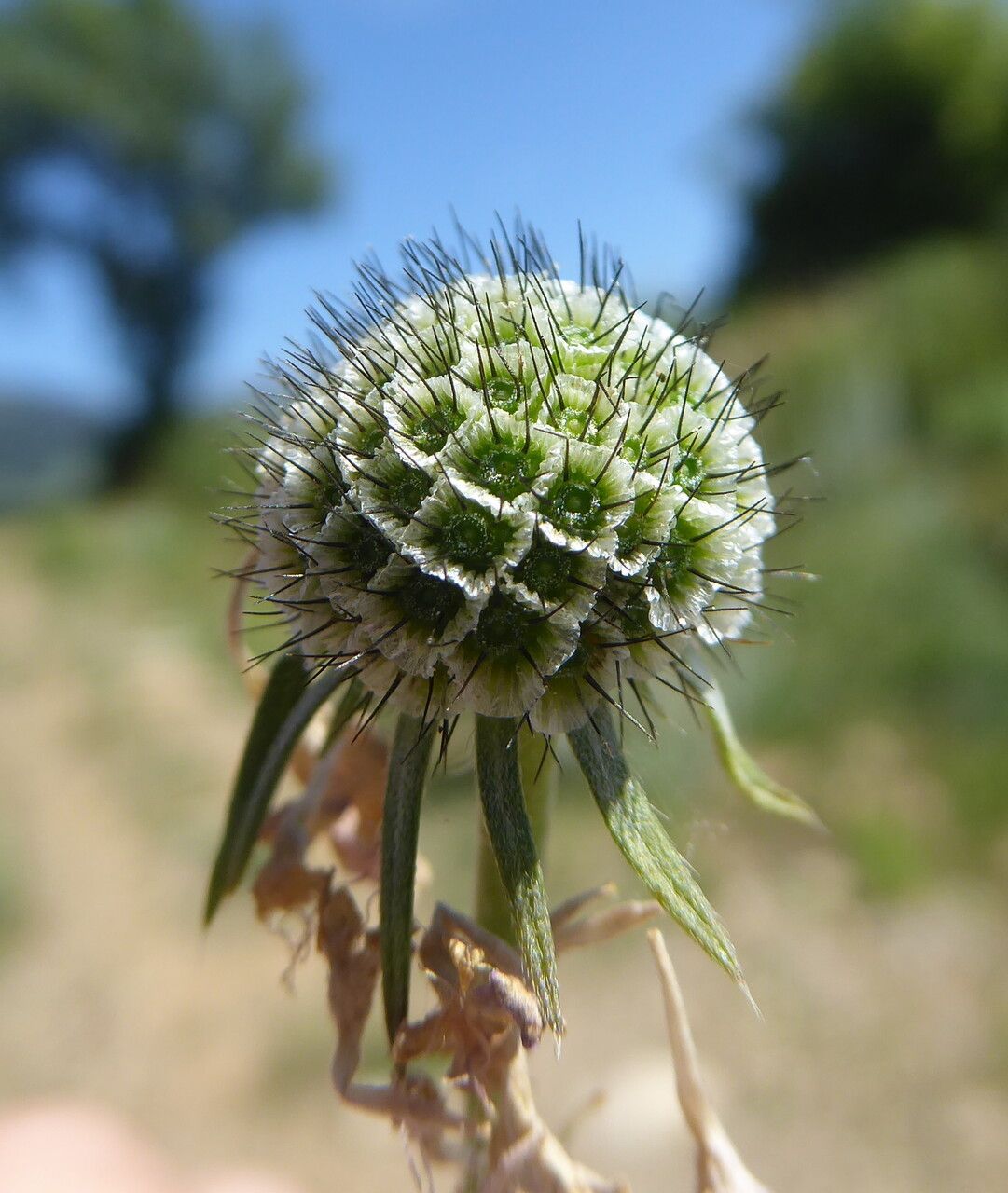 Scabiosa columbaria fruit