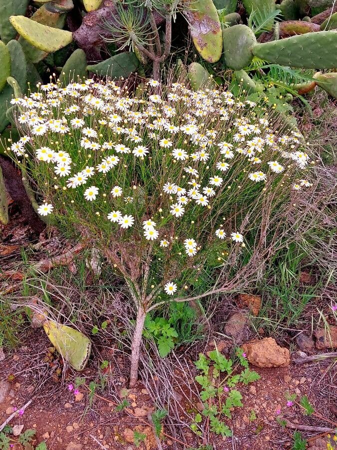 Argyranthemum tenerifae flower