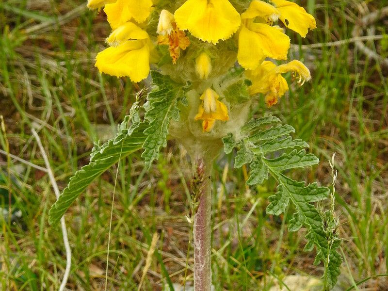 Phlomoides speciosa — search result for 'Phlomoides'