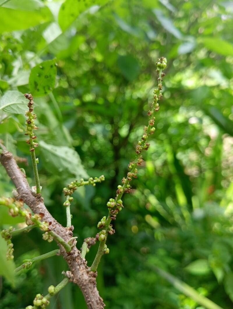 Acalypha emirnensis flower