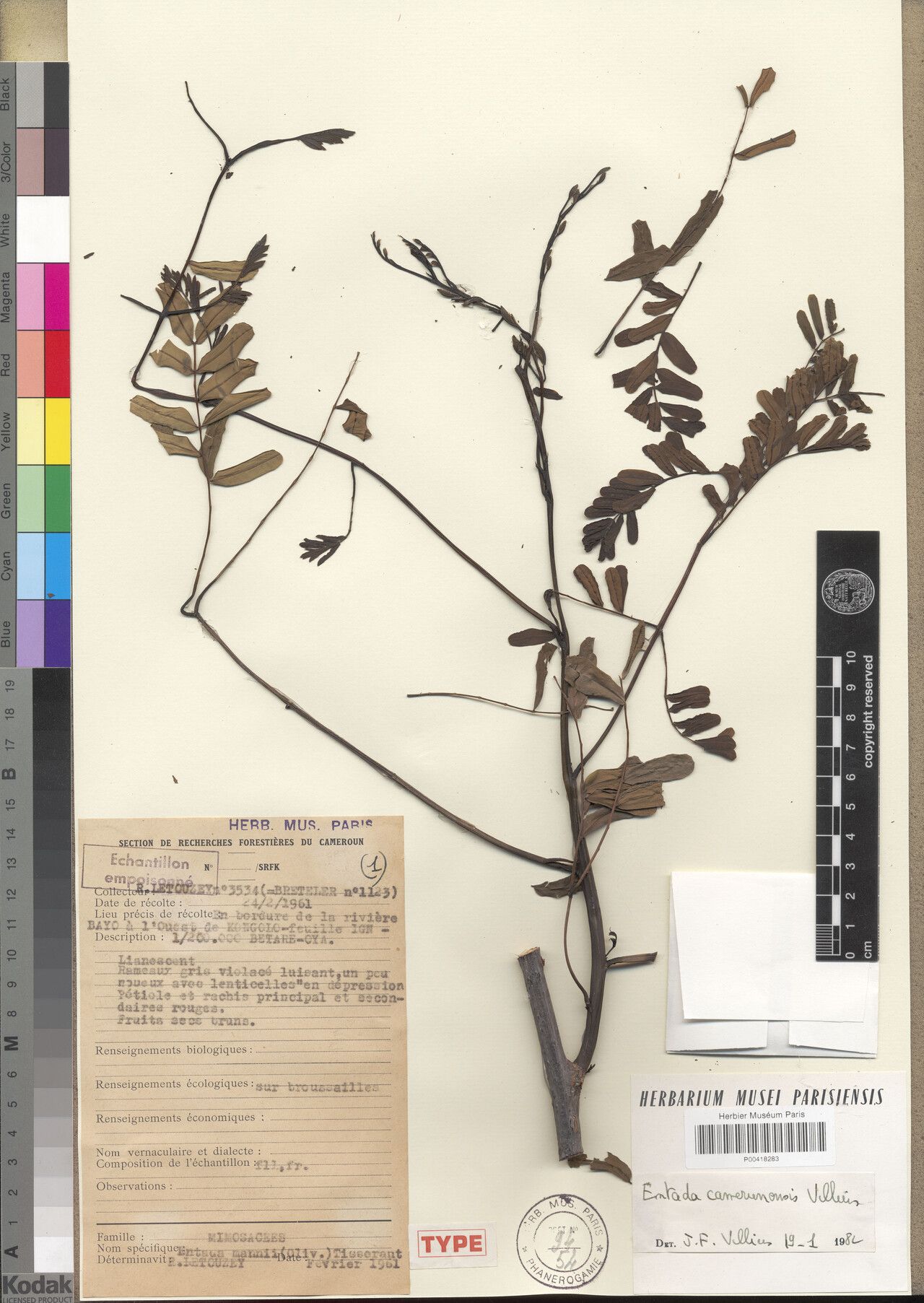 Entada camerunensis — related species from the same genus