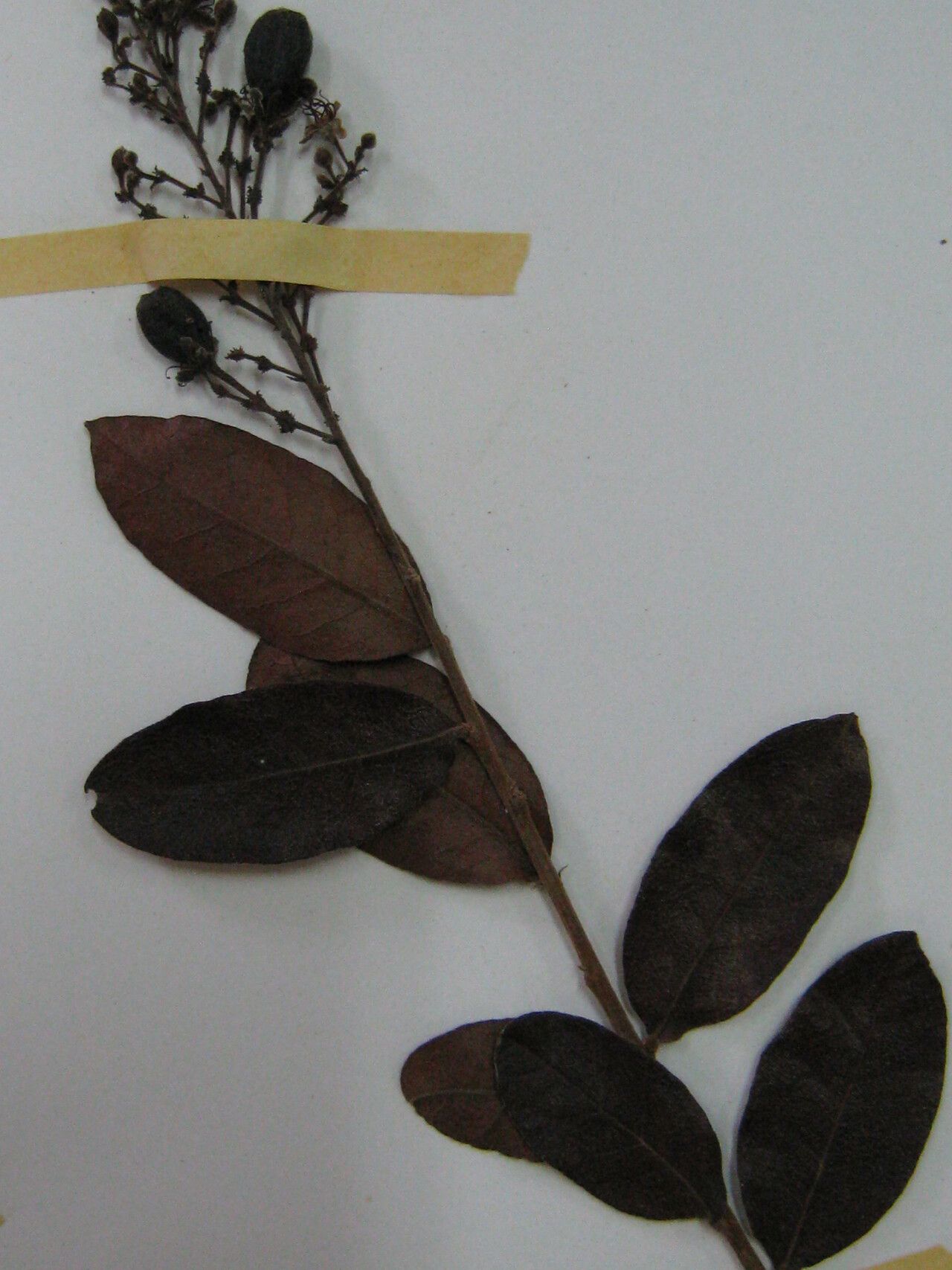 Hirtella ciliata other