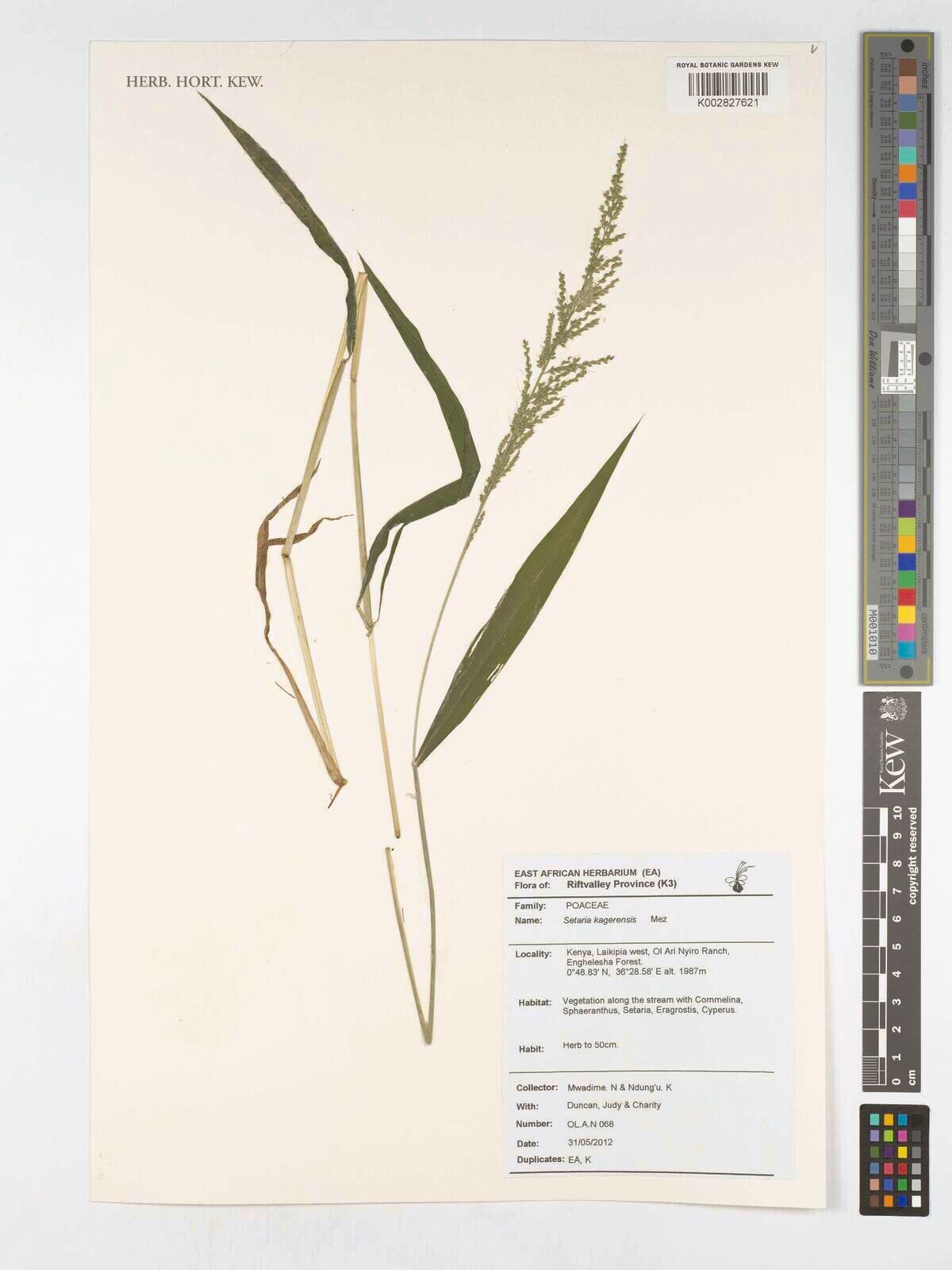 Setaria kagerensis — search result for 'Setaria'