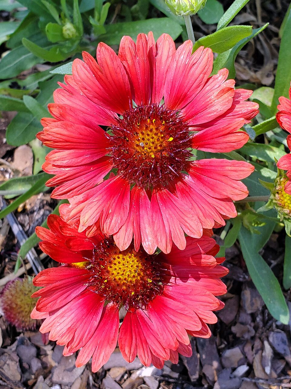 Gaillardia amblyodon flower