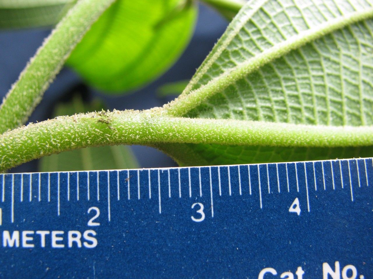 Miconia cremadena bark