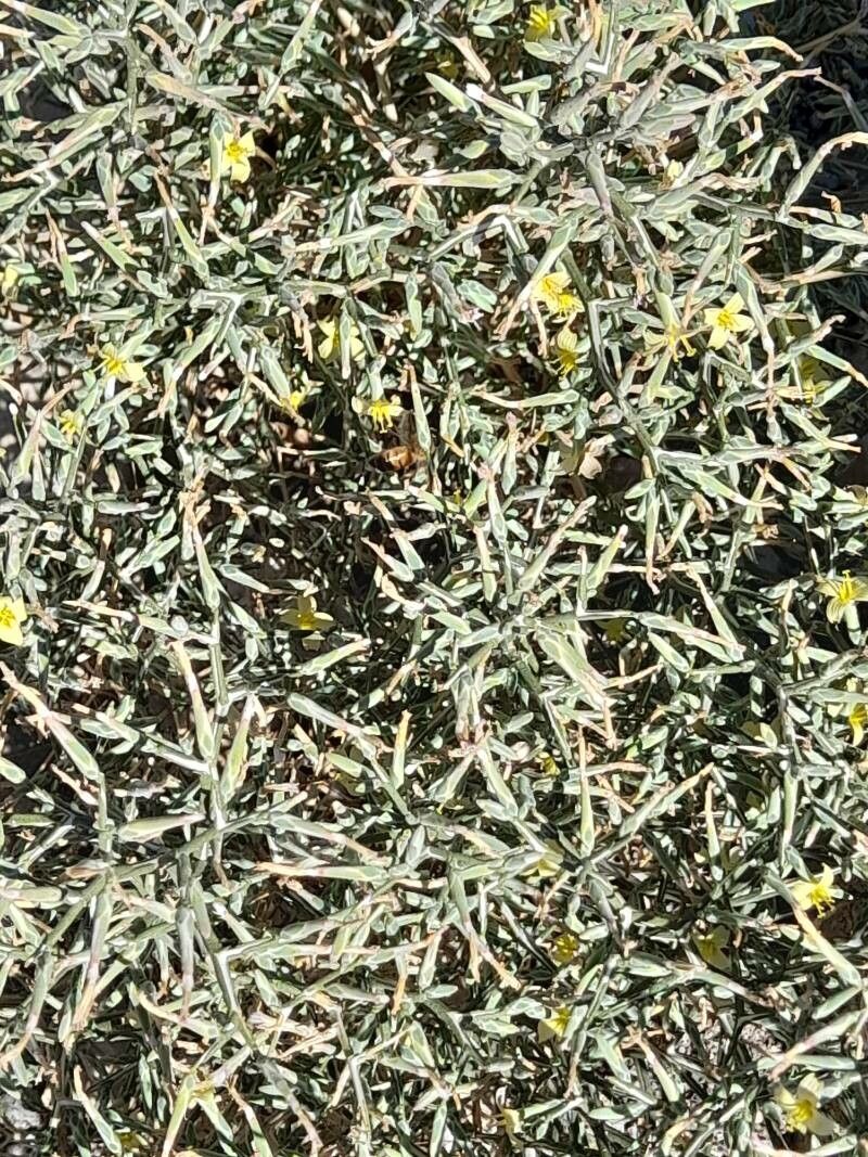 Lactuca orientalis habit