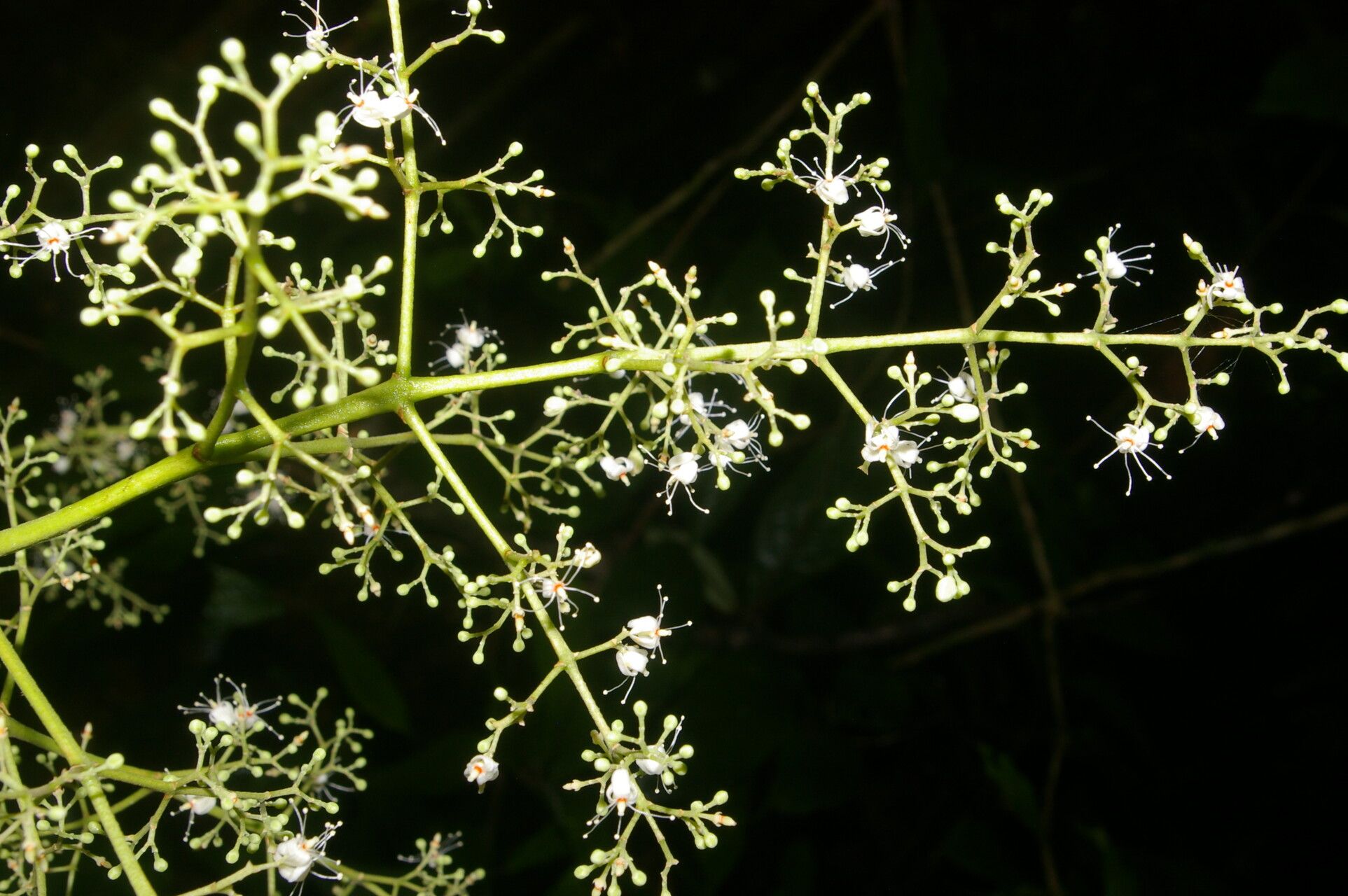 Amyris brenesii fruit