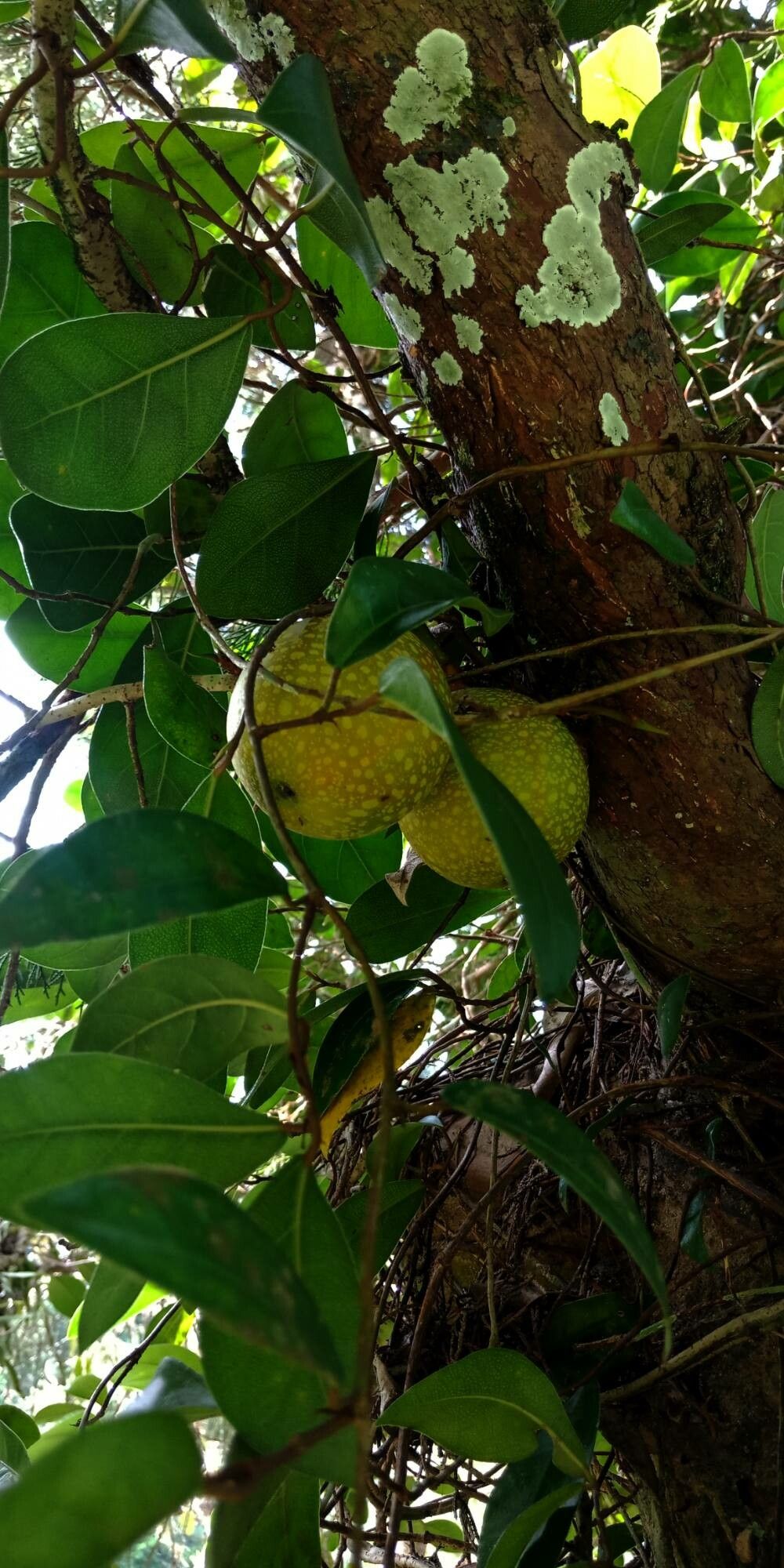Passiflora ligularis fruit