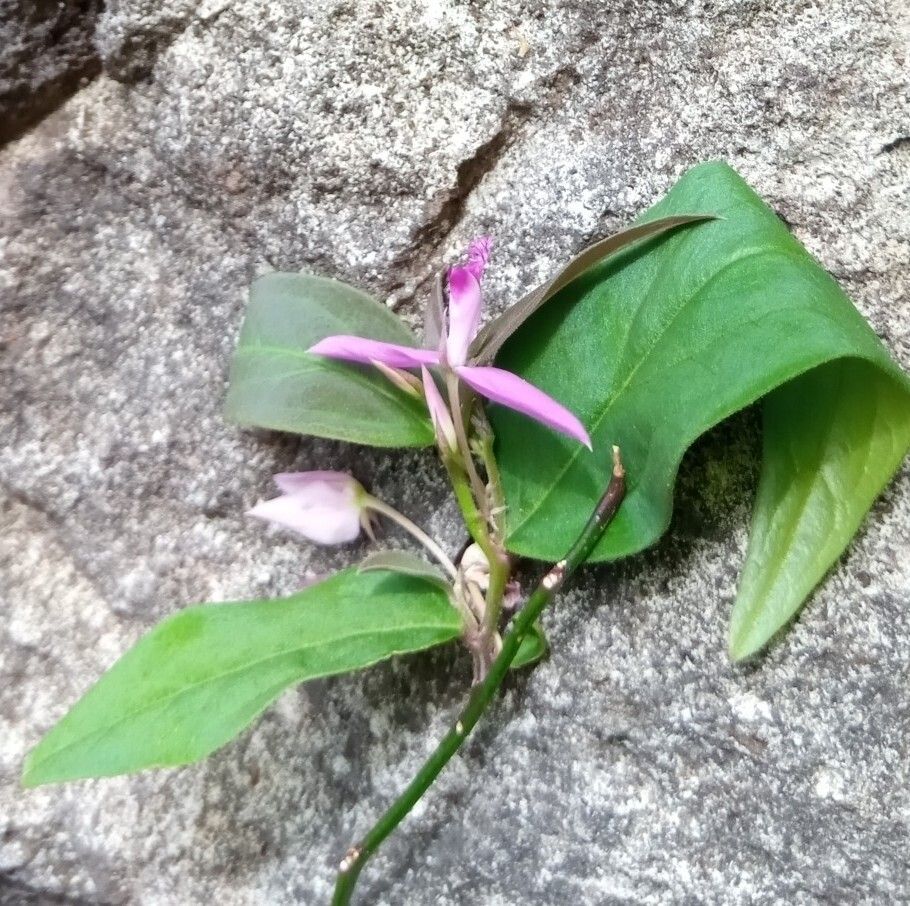 Polygala subdioica — search result for 'Polygala'