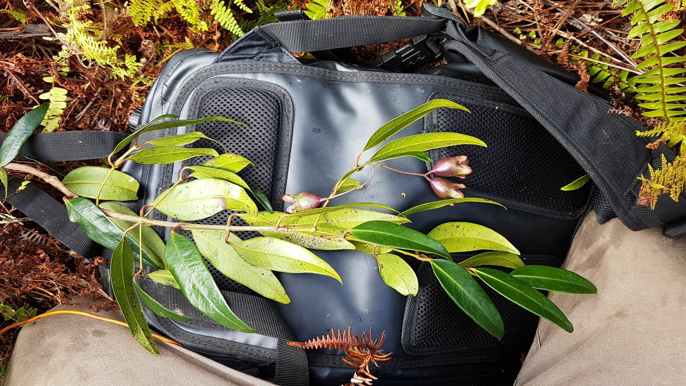 Syzygium schistaceum fruit