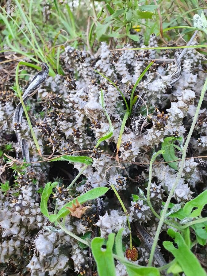 Edithcolea grandis — search result for 'Kenya'