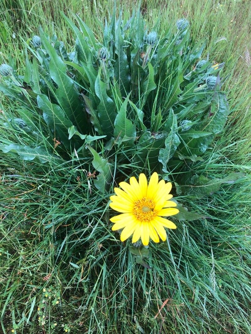 Wyethia angustifolia leaf